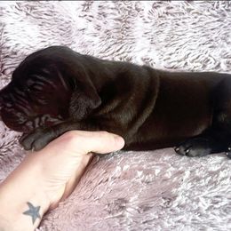 Boy 6 - Black - Black Great Dane puppy in Wisconsin from Starry Night Great Danes