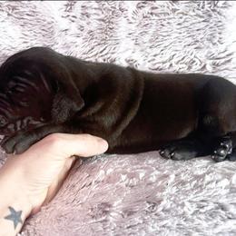Boy 6 - Black - Black Great Dane puppy in Wisconsin from Starry Night Great Danes
