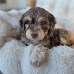 Orange - Red merle female Aussiedoodle puppy in North Royalton, Ohio from Johnson's Doodles