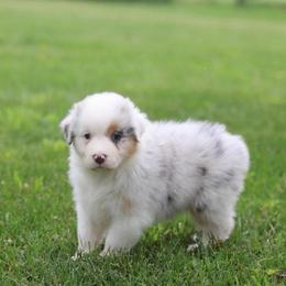 Honey - Blue merle female Australian Shepherd puppy in Bagley, Iowa from Diamond M Aussies