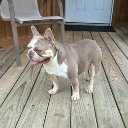TK - French Bulldog