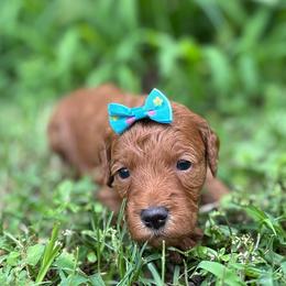Carolina - Red  female Goldendoodle puppy in Camden, North Carolina from Oopsie Doodles of NC