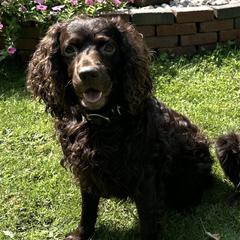 Milo - Boykin Spaniel