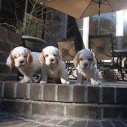 Clumber Spaniel Puppies from SunMagic Clumber Spaniels