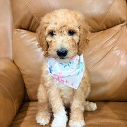 Wendy - Parti female Goldendoodle puppy in Pittsburg, Texas from Peachy Pine Goldendoodles