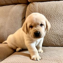 Miles - Yellow male Labrador Retriever puppy in Tekonsha, Michigan from Asher Acres Labs