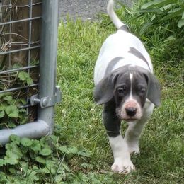Mung - Blue and white male Great Dane puppy in Monroe County, Pennsylvania from Poke-A-Nose Danes