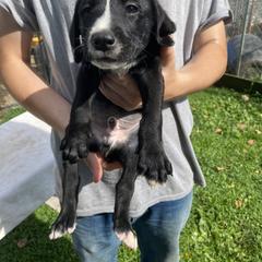 Mountain Cur Puppies from Walnut Ridge Mountain Curs
