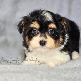 Anchorage - Black tri-color male Aussiedoodle puppy in Cleveland, Georgia from Jam's Doodles And Poodles