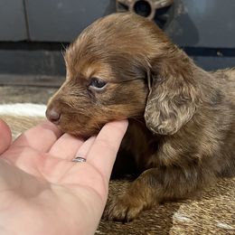 Dachshunds from 4 States Mini Dachshunds