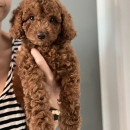 Cavapoo and Poodle Puppies from Red Paw Farm
