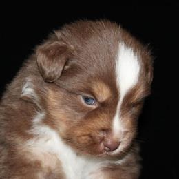 Cupid - Red tri-color male Australian Shepherd puppy in Ingram, Texas from Rocky Mountain Aussies