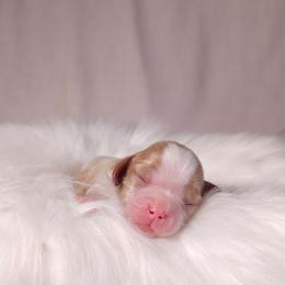 AKC Charles - Blenheim male Cavalier King Charles Spaniel puppy in Bonney Lake, Washington from House of Happy Cavaliers