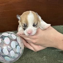 Tiara - Red female Pembroke Welsh Corgi puppy in Delton, Michigan from CorGizmo