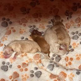 Razzi - Red male Maltipoo puppy in Greenfield, Iowa from Sugar Plum Puppies