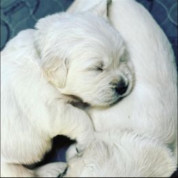 Golden Retriever Puppies from Southland Goldens