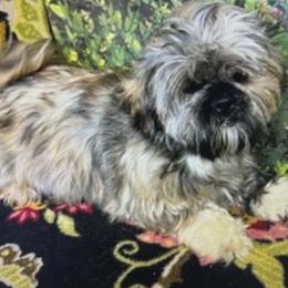 Dolly's Polly - Shih Tzu