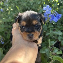 Annie - Black and gold female Yorkshire Terrier puppy in Tarpon Springs, Florida from Royal Breeze Puppies