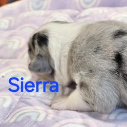 Sierra - Blue merle female Australian Shepherd puppy in Divide, Colorado from Outlaw Farm and Kennel