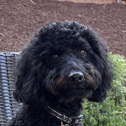 Australian Labradoodle Puppies from Tiny Treasures Australian Labradoodles