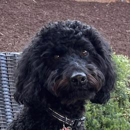 Australian Labradoodle Puppies from Tiny Treasures Australian Labradoodles