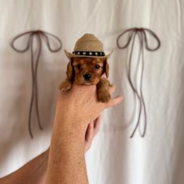 Belle - Ruby female Cavalier King Charles Spaniel puppy in Vaughn, Montana from Alpine Cavaliers