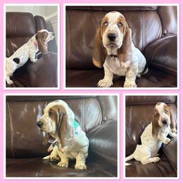 Girl 2 - Brown black and white Basset Hound puppy in Columbia, South Carolina from Pawmetto Hounds
