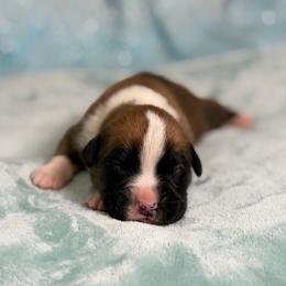 Boy 1 - Fawn male Boxer puppy in Prestonsburg, Kentucky from Bre’s Boxers