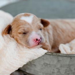 Girl pink - Red  female Goldendoodle puppy in Lumberton, Mississippi from SouthernDoodlebug/ Utah Doodlebug