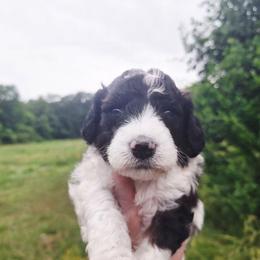Cairo-agouti parti - Parti male Poodle puppy in Cypress Inn, Tennessee from Nine Pines Poodles