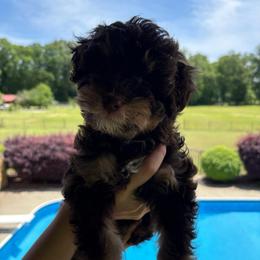 Kiara - Red tri-color female Aussiedoodle puppy in Rainbow City, Alabama from Creek Bend Farm