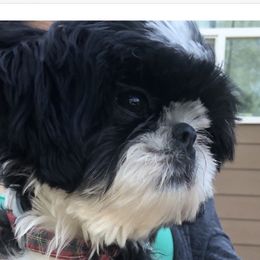 Oreo - Shih Tzu