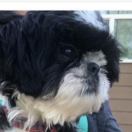 Oreo - Shih Tzu