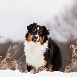 Hank - Australian Shepherd