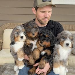 Bernedoodle and Bernese Mountain Dog Puppies from Berner Ridge Kennels