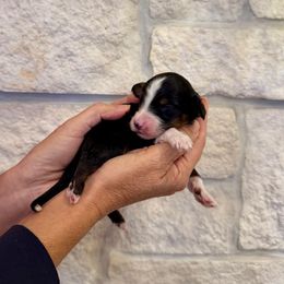Rudolph - Tri-color male Bernedoodle puppy in Yuba City, California from Ranch House Doodles