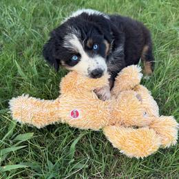 Cabo 2 - Black tri-color female Australian Shepherd puppy in Hubbard, Texas from Poston Paddock Aussies LLC