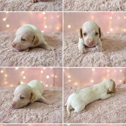 Elle - Piebald female Dachshund puppy in Glen St Mary, Florida from Little Pawz, LLC