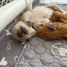 Golden Retriever Puppies from Novas Golden Puppies