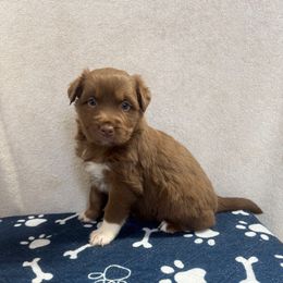 Professor McGonagall - Red tri-color female Australian Shepherd puppy in Smithfield, Utah from C&C Ranch