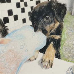 Rey - Black tri-color female Australian Shepherd puppy in Smithfield, Utah from Invictus Farms