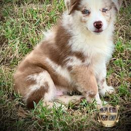 Toad - Red merle male Australian Shepherd puppy in El Dorado Springs, Missouri from HP Aussie Kennels