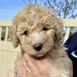 Bernedoodle, Cavalier King Charles Spaniel, and Poodle Puppies from Ellas.Pups (Bernedoodles & Cavapoos)