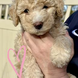 Bernedoodle, Cavalier King Charles Spaniel, and Poodle Puppies from Ellas.Pups (Bernedoodles & Cavapoos)