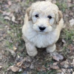Goldendoodle and Poodle Puppies from West Michigan Doodles and Poodles
