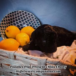 Aussiedoodle, Poodle, and Toy Australian Shepherd Puppies from High Desert Companions