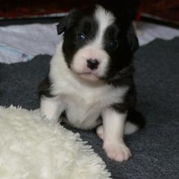 Paddock - Black and white male Border Collie puppy in Olney, Illinois from Heronwood Border Collies