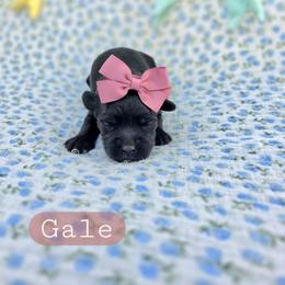 Gale - female Cavapoochon puppy in Bullard, Texas from Cavapoochon Central LLC
