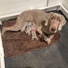 Red collar girl - Silver gray female Weimaraner puppy in Alexandria, Virginia from Silvr Galaxy Weimaraners