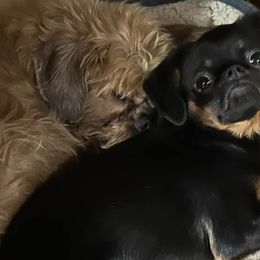 RUFUS - Brussels Griffon